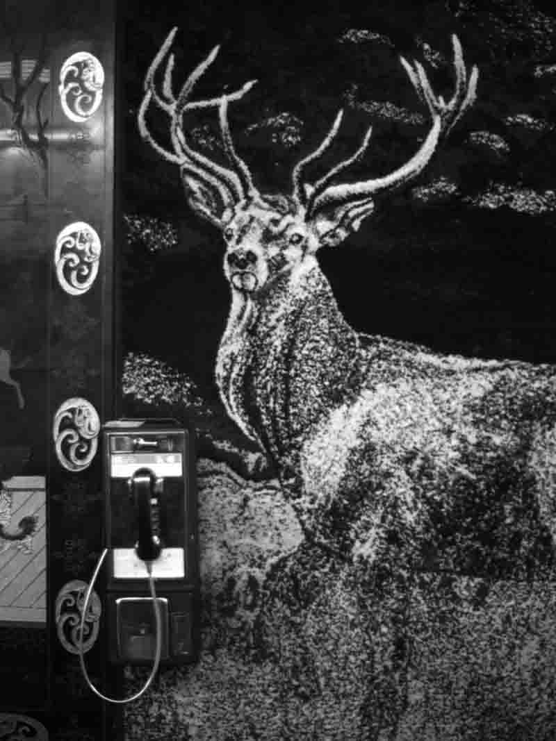 A monochrome fine art image of a deer displayed on a wall, highlighting its majestic antlers and detailed fur texture.